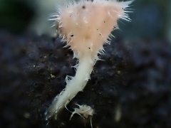 Microstoma floccosum