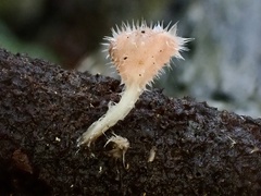 Microstoma floccosum