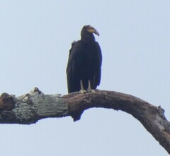 Cathartes melambrotus