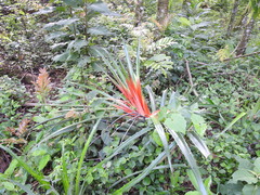 Bromelia balansae