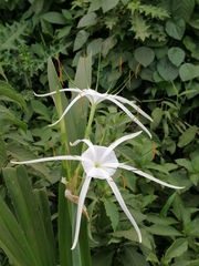 Hymenocallis speciosa