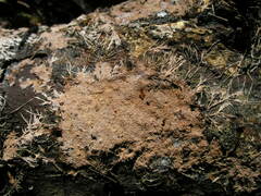 Etheirodon fimbriatum