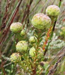 Leucadendron levisanus
