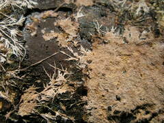 Etheirodon fimbriatum