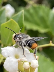 Megachile chrysopyga