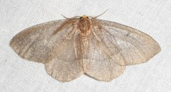 Lambdina pellucidaria