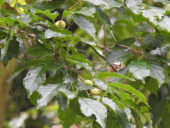Campomanesia xanthocarpa