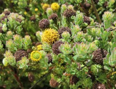 Leucadendron levisanus