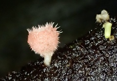Microstoma floccosum
