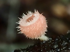 Microstoma floccosum