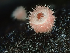 Microstoma floccosum