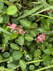 Alysicarpus vaginalis