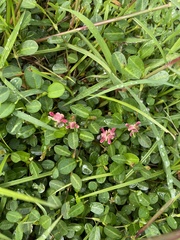 Alysicarpus vaginalis