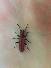 Cucujus haematodes haematodes