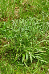 Omalotheca norvegica