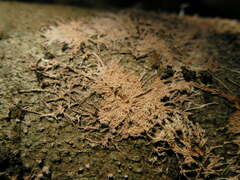Etheirodon fimbriatum