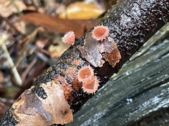 Microstoma floccosum