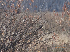 Turdus naumanni