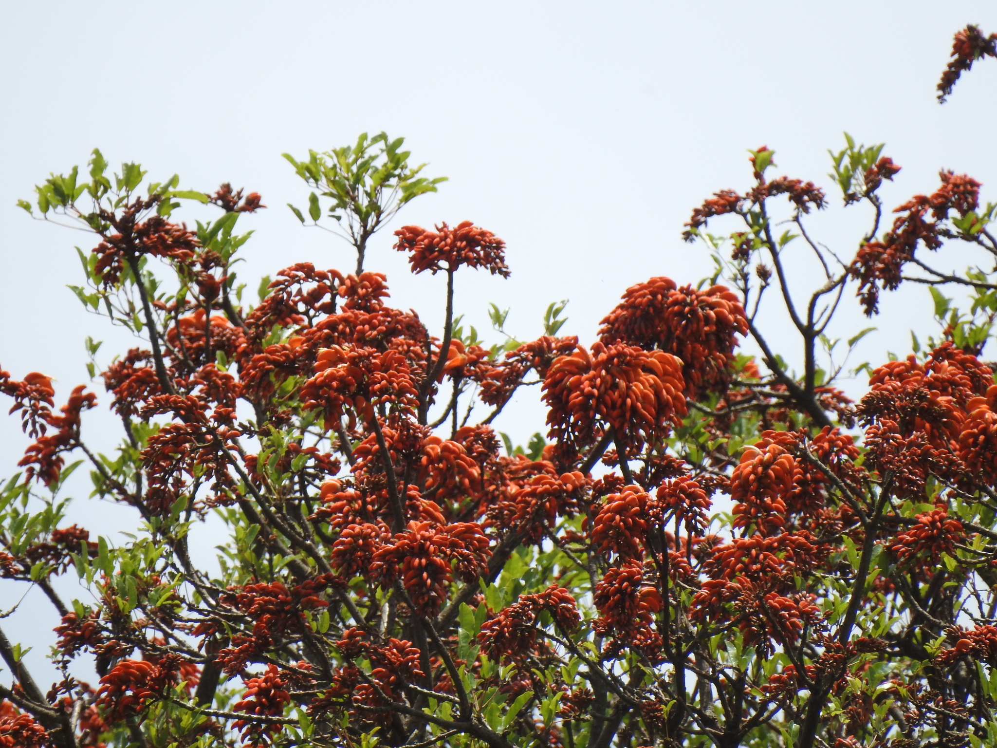 Erythrina falcata