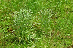 Omalotheca norvegica