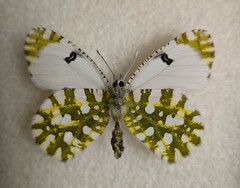 Euchloe ausonia