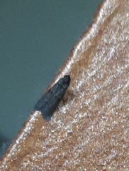 Ectomyelois ceratoniae