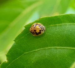 Psyllobora confluens