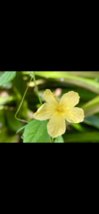 Momordica charantia