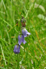 Campanula barbata