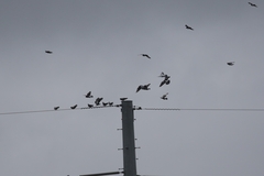 Columba livia domestica