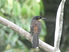 Donacobius atricapilla
