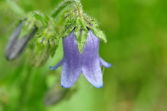 Campanula barbata