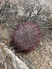 Echinomastus johnsonii