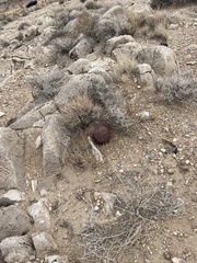 Echinomastus johnsonii