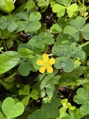 Oxalis corniculata