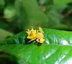 Epicadus heterogaster