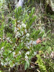 Pimelea axiflora alpina
