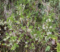 Pimelea axiflora alpina