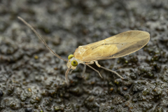 Paracaeciliidae
