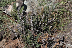 Paragymnopteris marantae marantae