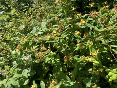 Hypericum androsaemum