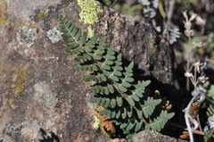 Paragymnopteris marantae marantae