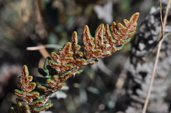 Paragymnopteris marantae marantae