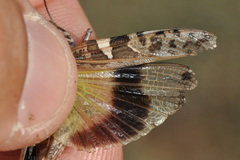 Oedaleus decorus
