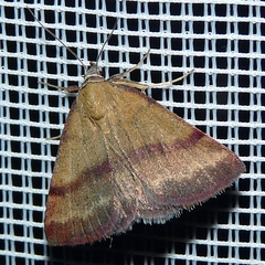 Phytometra viridaria