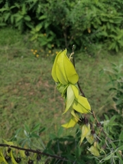 Crotalaria agatiflora