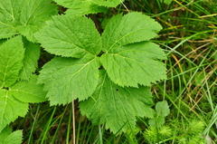 Peucedanum ostruthium
