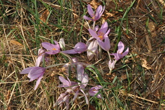Colchicum multiflorum