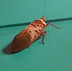 Copidocephala guttata