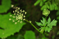 Peucedanum ostruthium